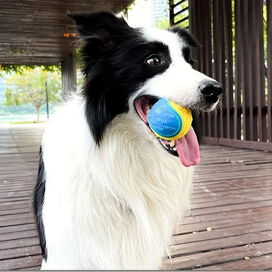 Pelota de Entrenamiento para Perros – Juguete Interactivo y Masticable de Alta Resistencia