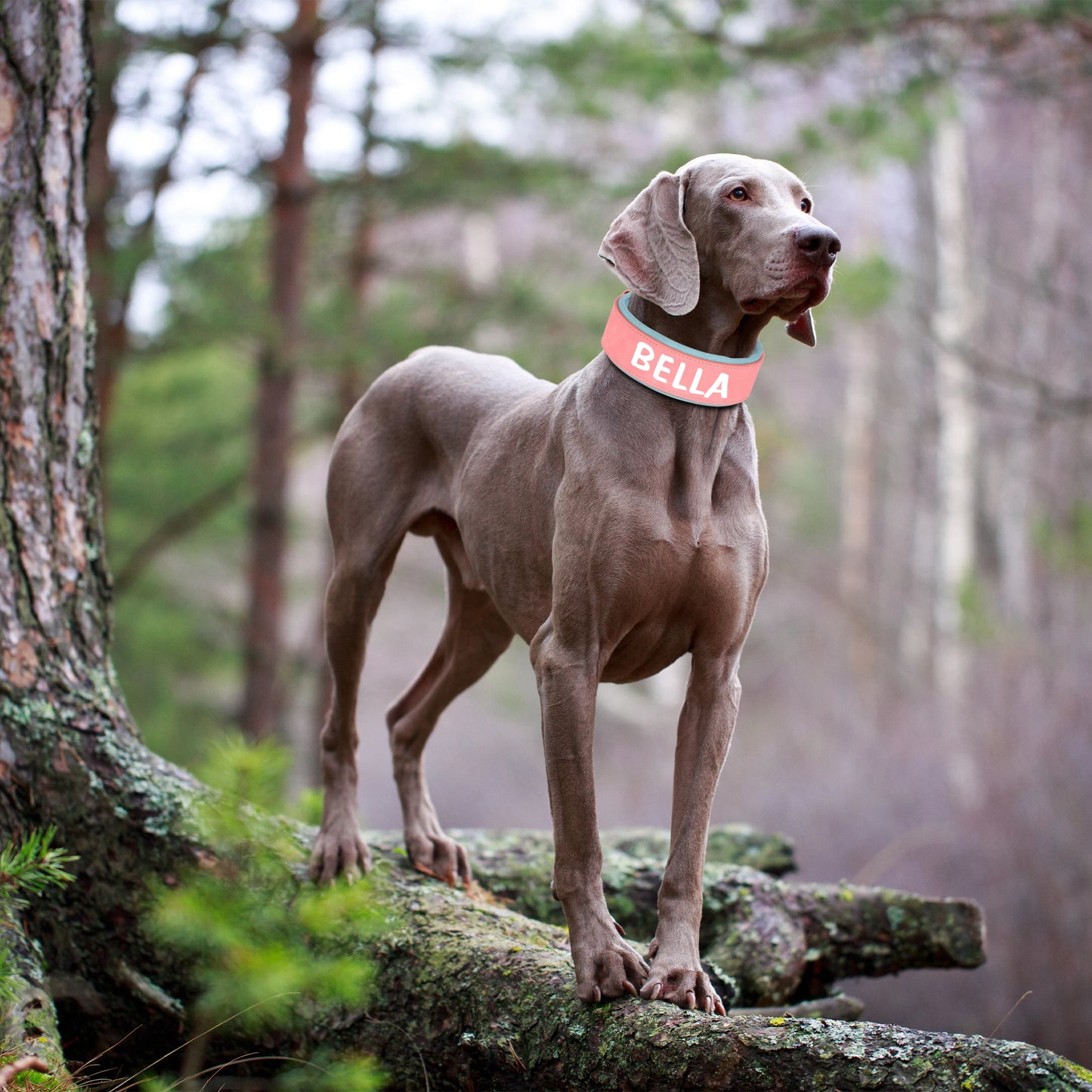 Collar de perro personalizado de cuero PU – Elegancia, resistencia y comodidad